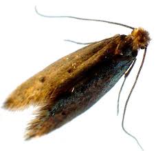 Moth Removal Croydon