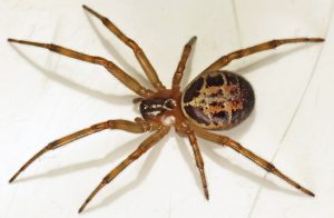 False Widow Spider Removal