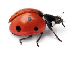 Harlequin ladybird Removal London