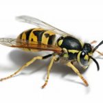 Wasp Control Barking