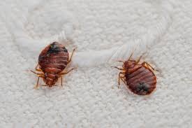 Bed Bug Removal Bexley