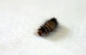 Carpet beetle control Merton