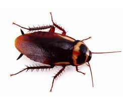Cockroach Control london