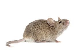 Mouse Removal London