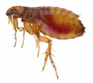 flea Control Lewisham