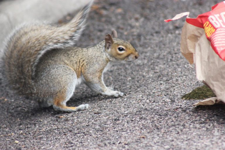 How much does squirrel removal cost Hounslow 0203 369 3260 Budget