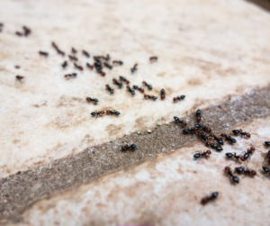 ant control Harrow